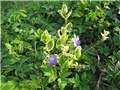 vinca major variegirana